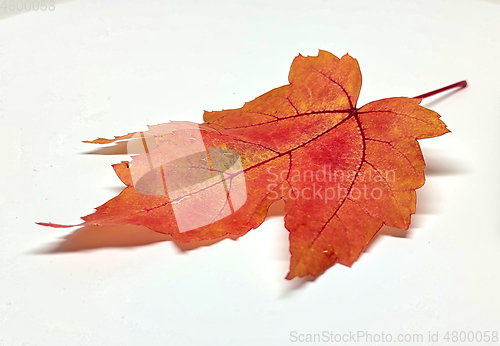 Image of Colored leaf in autumn