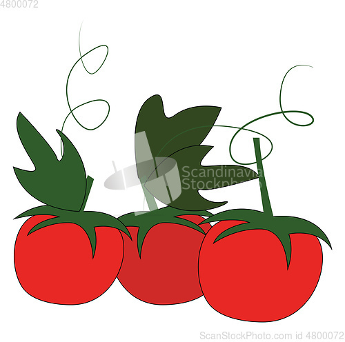 Image of Three red cherry tomatoes with green leafs and petiol vector ill