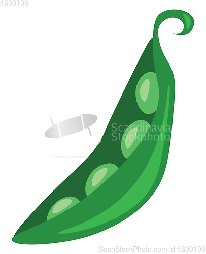 Image of A peeled green bean pod vector or color illustration
