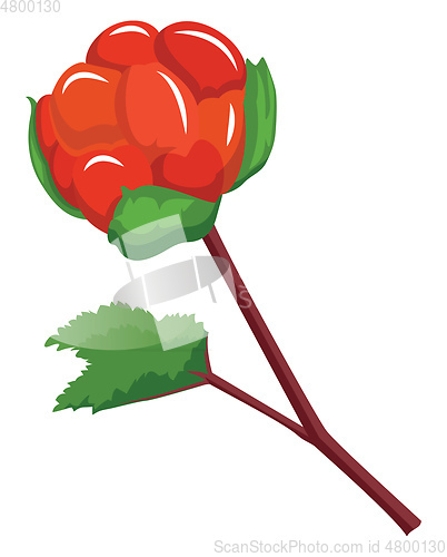 Image of Red cloudberry on a branch with green leafs cartoon fruit vector