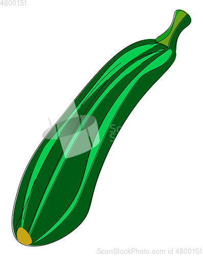 Image of A zucchini vector or color illustration