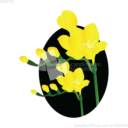 Image of Vector illustration of yellow freesia flowers black circle on wh