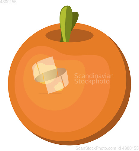 Image of orange vector color illustration.