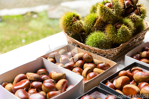 Image of Chestnut for sell