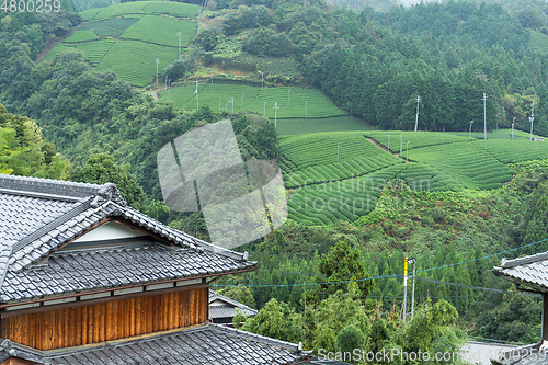 Image of Tea field and japanese house