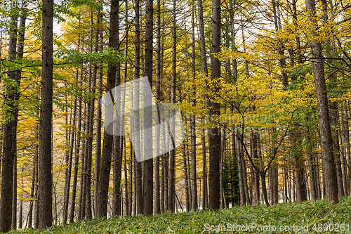 Image of Forest in Fall season