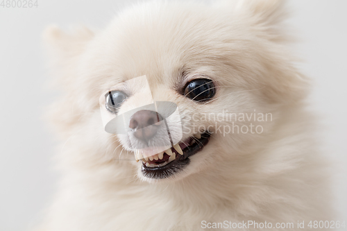 Image of Cute White Pomeranian getting angry
