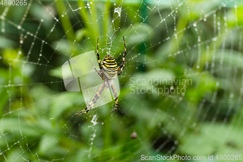 Image of Spider