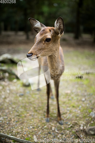 Image of Cute deer in park