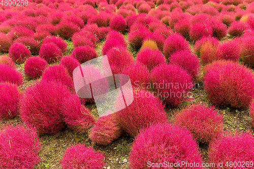 Image of Red Bassia scoparia in Autumn