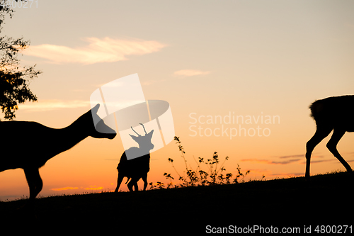 Image of Group of Deer with beautiful sky