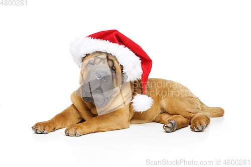 Image of shar pei puppy in christmas hat