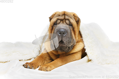 Image of shar pei puppy under plaid