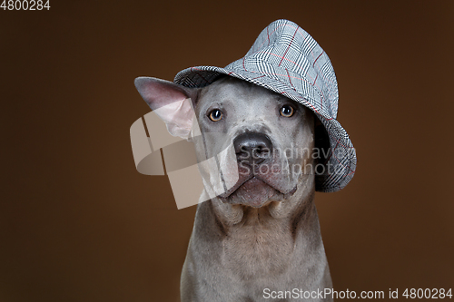 Image of beautiful blue thai ridgeback dog in hat