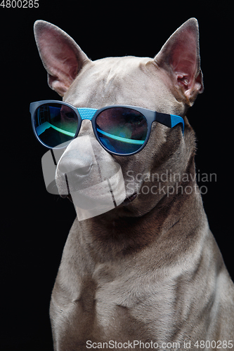 Image of beautiful thai ridgeback dog in sun glasses