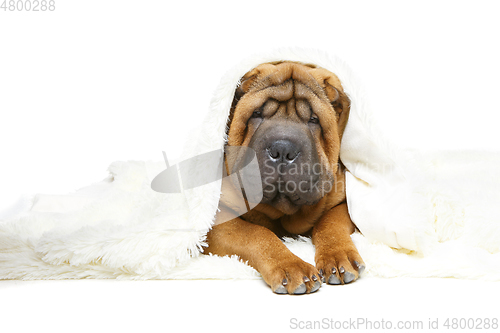 Image of shar pei puppy under plaid