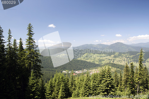 Image of Forest landscape