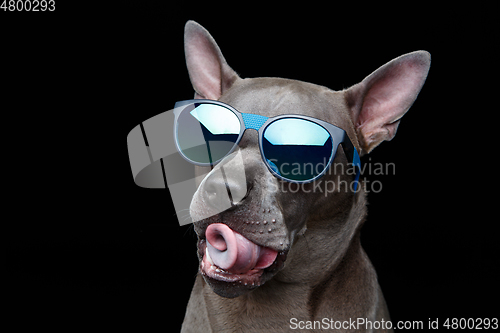 Image of beautiful thai ridgeback dog in sun glasses