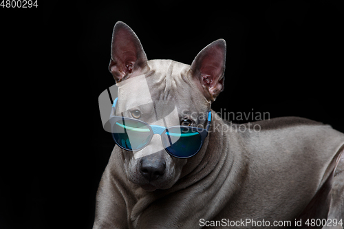 Image of beautiful thai ridgeback dog in sun glasses