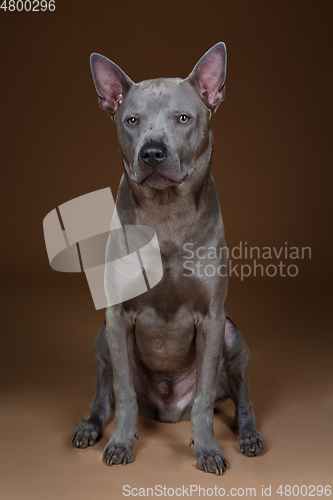 Image of beautiful blue thai ridgeback dog