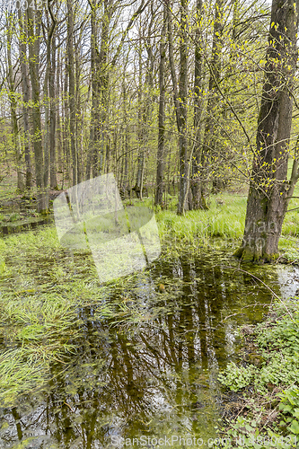 Image of forest with swamp