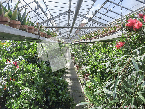 Image of sunny greenhouse scenery
