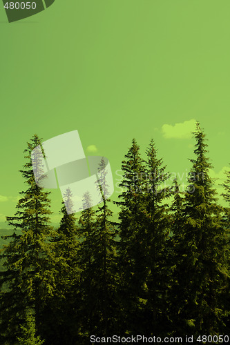 Image of Forest landscape