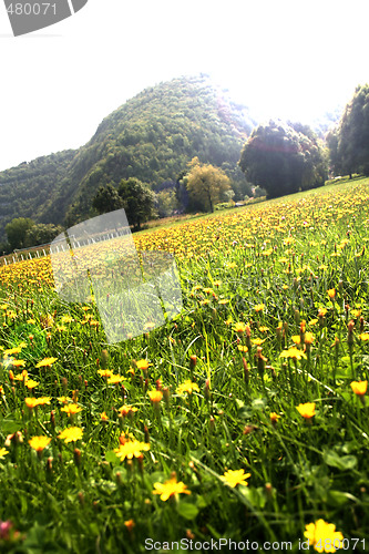 Image of Flowers landscape