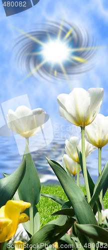 Image of Tulips