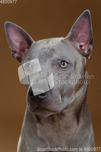 Image of beautiful blue thai ridgeback dog