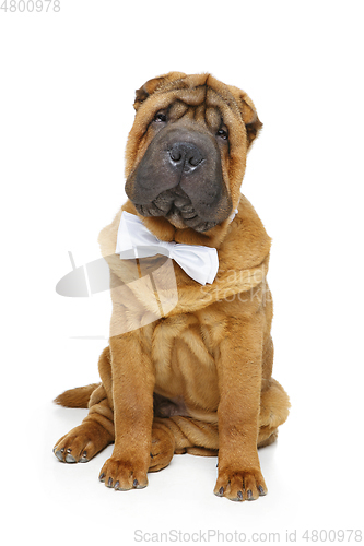 Image of shar pei puppy with white bow tie