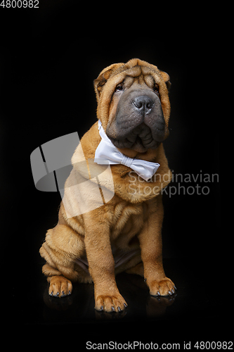 Image of shar pei puppy with white bow tie