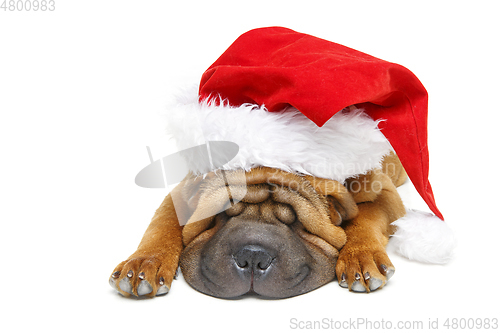 Image of shar pei puppy in christmas hat