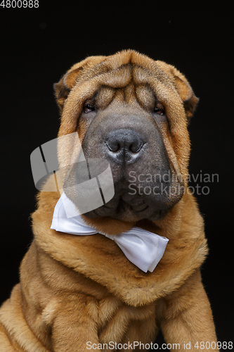 Image of shar pei puppy with white bow tie