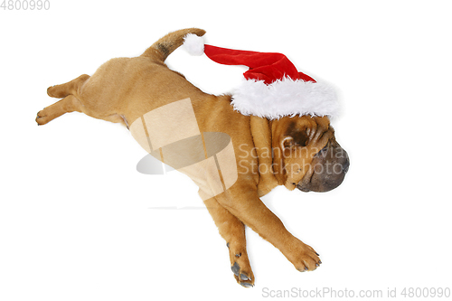 Image of shar pei puppy in christmas hat