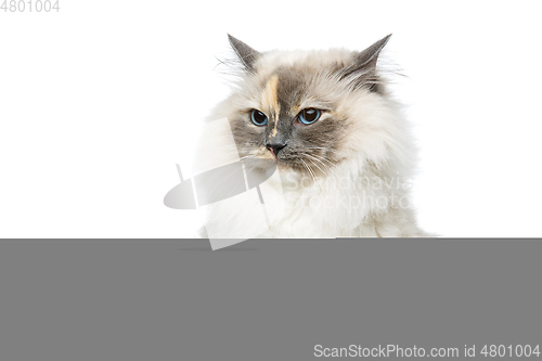 Image of beautiful birma cat isolated on white