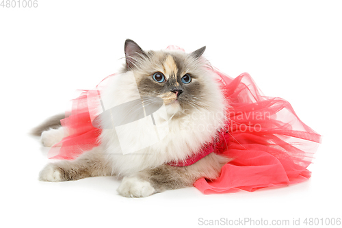 Image of beautiful birma cat in pink dress