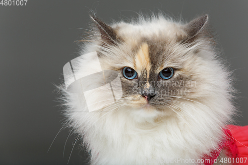 Image of beautiful birma cat in pink dress