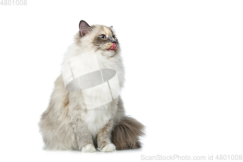 Image of beautiful birma cat isolated on white