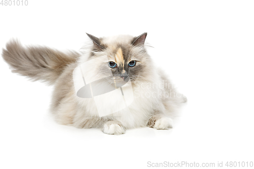 Image of beautiful birma cat isolated on white