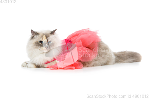 Image of beautiful birma cat in pink dress
