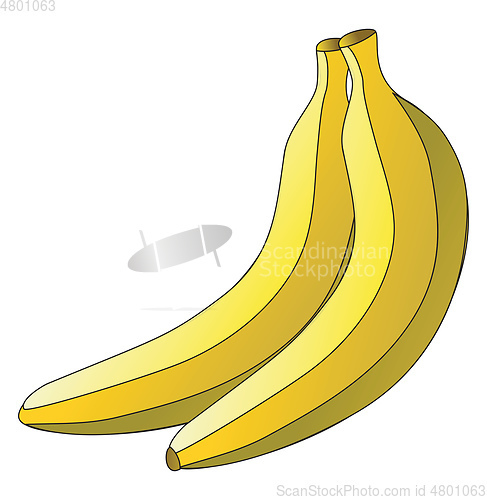 Image of A pair of yellow plantain vector or color illustration