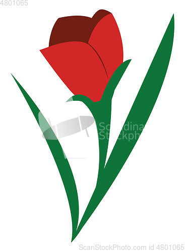 Image of A red rose vector or color illustration
