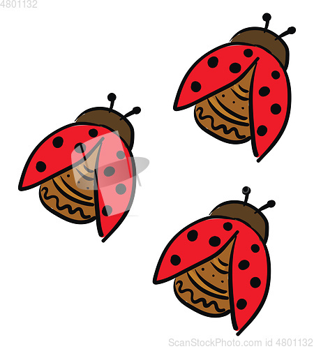 Image of Three cute little lady beetles vector or color illustration