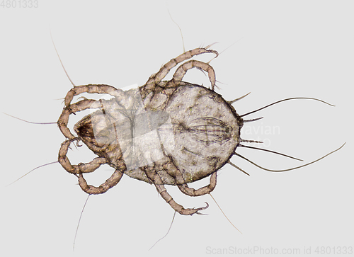 Image of House dust mite closeup