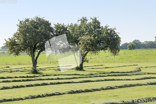 Image of meadow with fruit trees