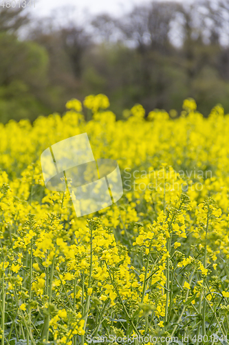 Image of field of rapeseed at spring time