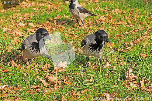 Image of Dancing crows