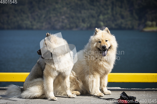 Image of Eurasier Dog