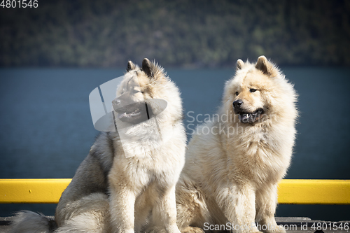 Image of Eurasier Dog